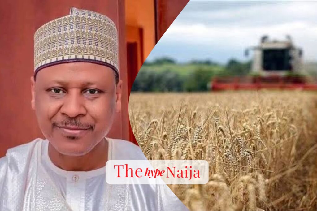 “Federal Aid Boosts Wheat Production in Jigawa, Minister of Information Witnesses Harvest”