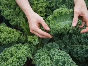 Kale! Unveiling the Powerful Health Benefits of This Leafy Green Superstar