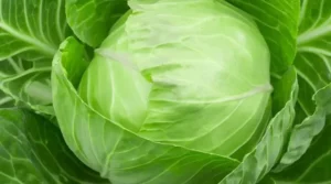 Health benefits of Cabbage