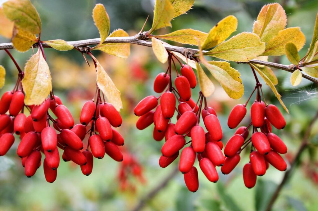 Health Benefits Of Berberine