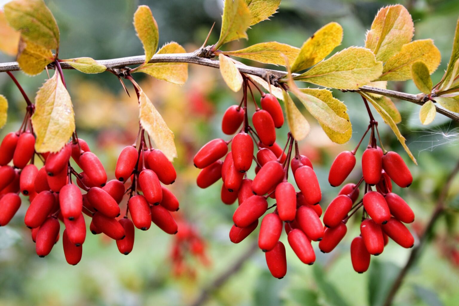 Health Benefits Of Berberine