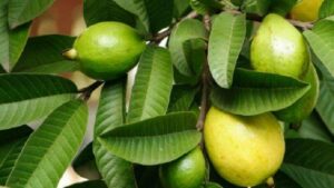 The Powerful Health Benefits of Guava Leaves: A Natural Wellness Booster