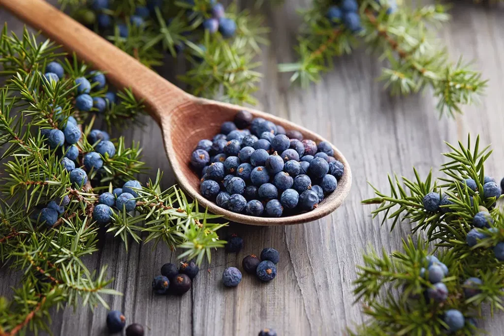 Unveiling the Health Benefits of Juniper Berries