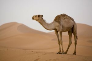 Health benefits of camel urine