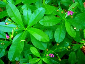 Health Benefits of Waterleaf