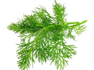 Health Benefits Of Dill