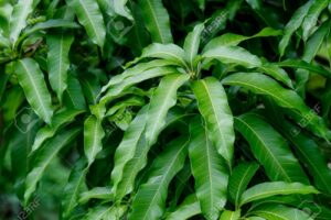 Health Benefits of Mango Leaves