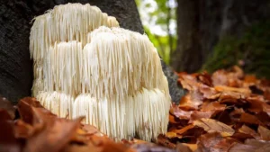 Health Benefits of Lion's Mane