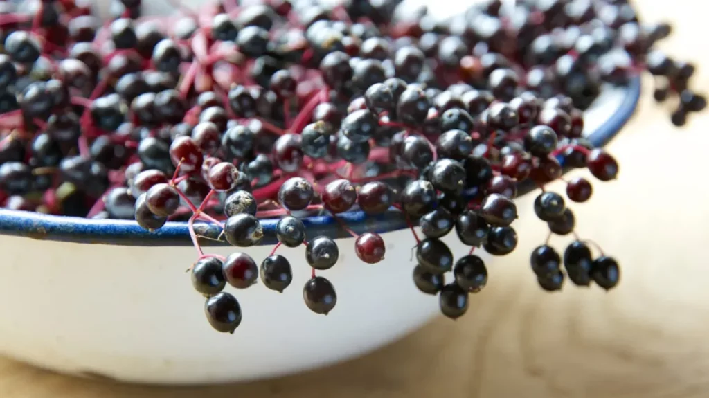 Health Benefits Of Elderberry