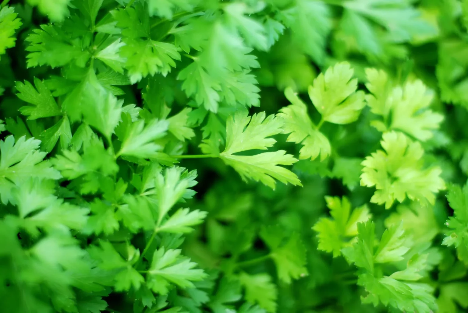 Health Benefits of Parsley