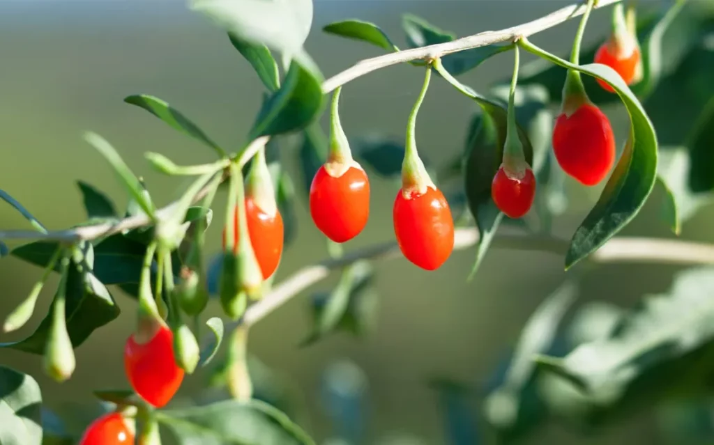 Health Benefits of Goji Berries