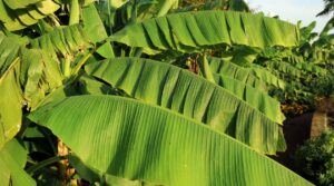 health benefits of banana leaves