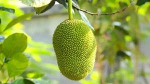 Health Benefits of Jackfruit