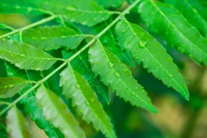 Health Benefits of Neem Leaves