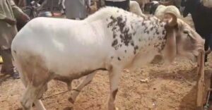 Sacrificial Struggle: Last-Minute Sallah Ram Shoppers Grapple with Soaring Prices