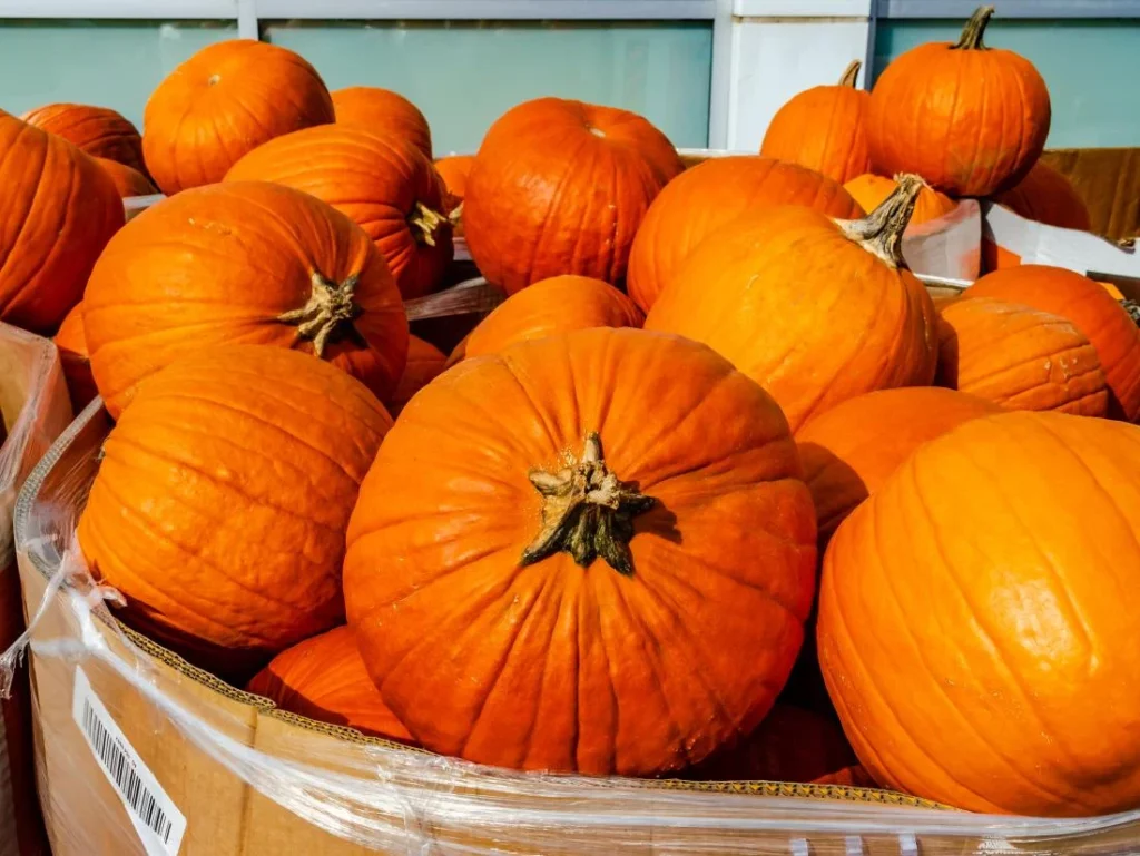 Health Benefits of Pumpkin