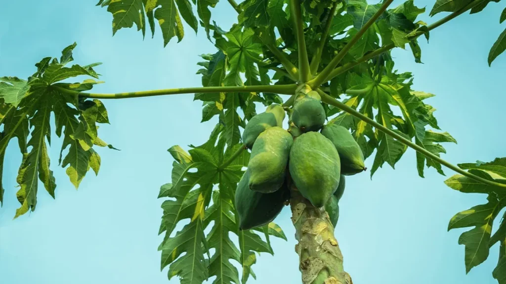 Health benefits of Pawpaw Leaves