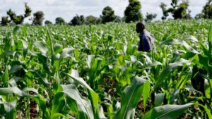 Boosting Yields, Empowering Farmers: Kano Distributes N1.2 Billion Worth of Fertilizer