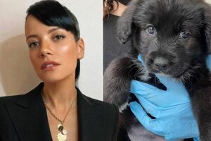 Singer Lily Allen Returned Adopted Puppy After It Ate Her Family’s Passports