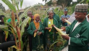 Kwara Polytechnic Harvests Tonnes of Maize, Urges Others to Invest in Farming