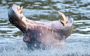 Hippopotamus Kills Fisherman in Kebbi's Yauri River