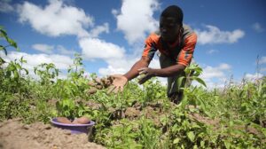 Social Media Critics Turn Farmers as Daniel Regha's Yam Harvest Sparks Online Debate