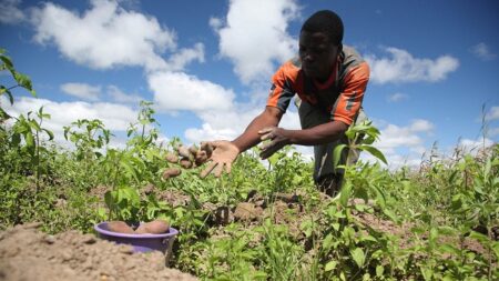 Social Media Critics Turn Farmers as Daniel Regha's Yam Harvest Sparks Online Debate