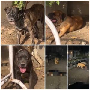 Tragedy Strikes Lagos Estate As Security Guard Killed in Fatal Dog Attack, Owner Arrested